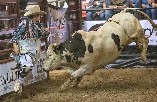 Clowns at the rodeo have an important job. They protect the fallen cowboy by distracting the bucking bull.