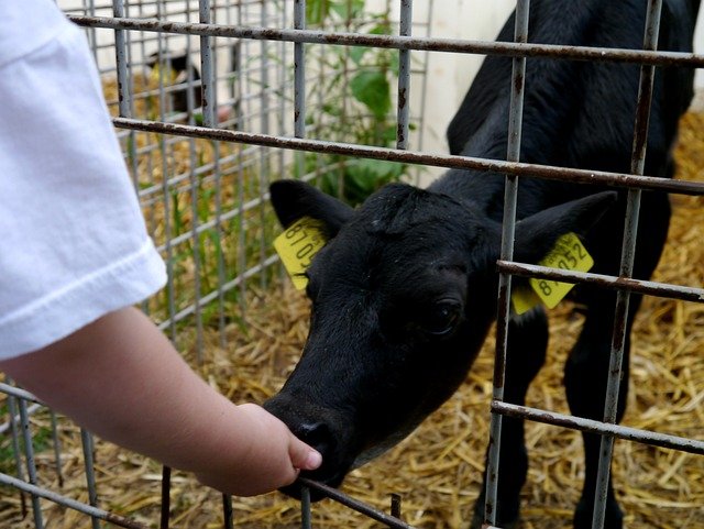 Kids enjoy visiting farms all around Houston. Here is picture of a child feeding a black calf.